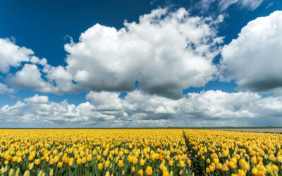 Tulpenroute Flevoland breidt uit naar gemeente Almere