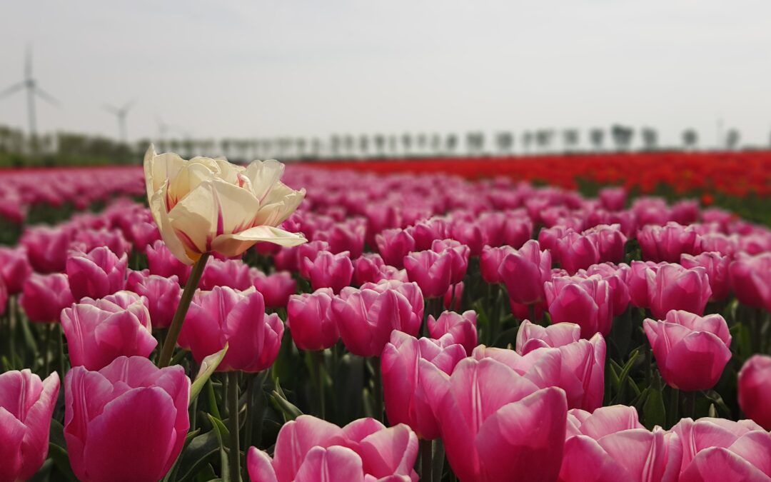 Tulpenroute Flevoland 2020 gaat niet door
