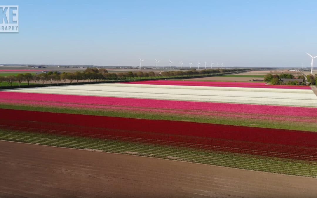 Prachtige video van de Flevolandse tulpenvelden