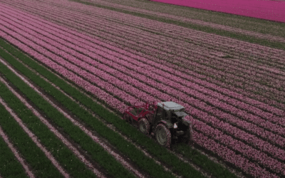Flevolandse tulpentelers druk met het koppen van tulpen
