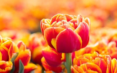 Bijna tijd voor de Tulpenroute!