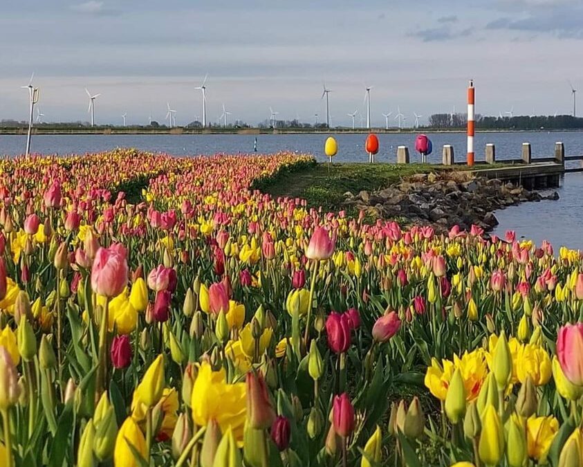 Tulpeiland_2024_WendaWersterhuis